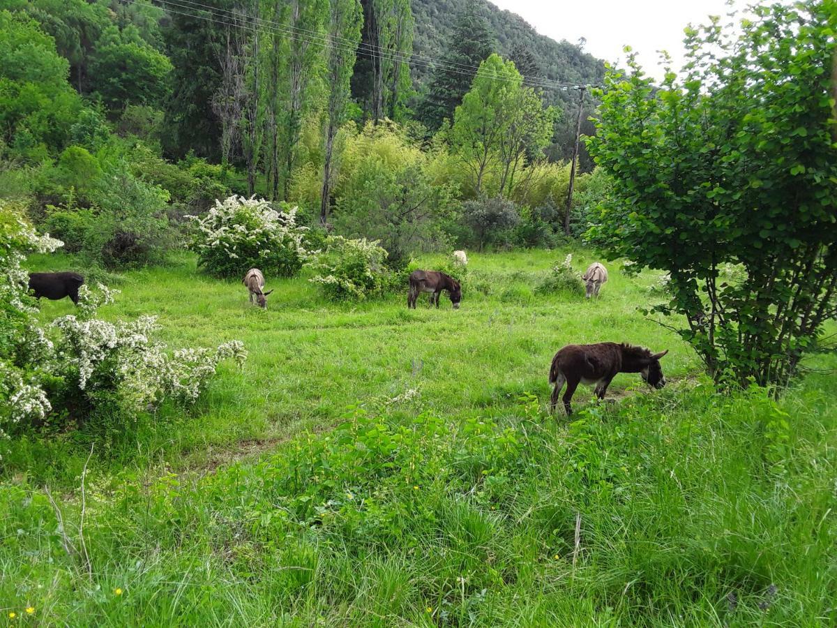 Natur'ânes Chalé Mialet (Gard)